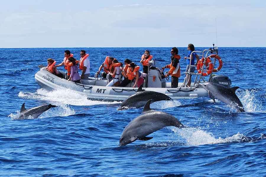 Dolphin Trip Goa
